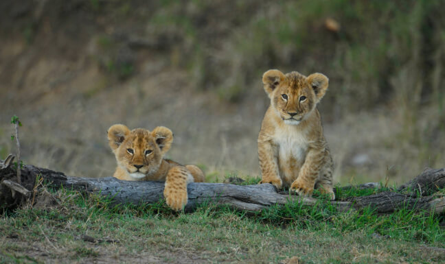 From Wild Savannahs to Ocean Serenity