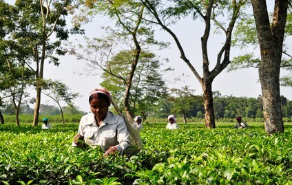 Assam Tea Plantation